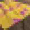 Bunte Schürze mit pinken Geparden auf gelbem Hintergrund, ideal für individuelle Stilrichtungen.