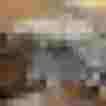 Zarte Ohrhänger auf schwarzem Kartenetikett, umgeben von getrocknetem Pflanzenmaterial.